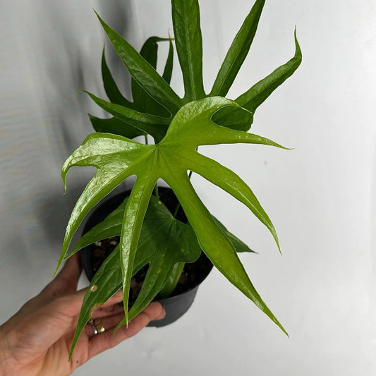 Anthurium Pedatoradiatum Fingers plant with glossy green, fingerlike leaves in pot on Tampa Home & Garden Store