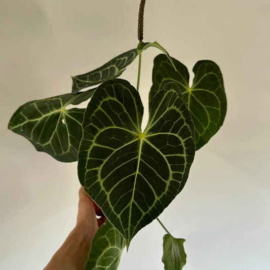 Anthurium King of Clarinervium plant with dark green leaves and pale venation, hanging on Tampa Home & Garden Store