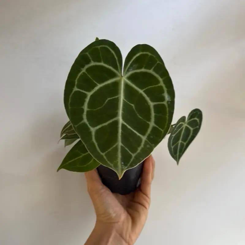 Anthurium Rey de Clarinervium
