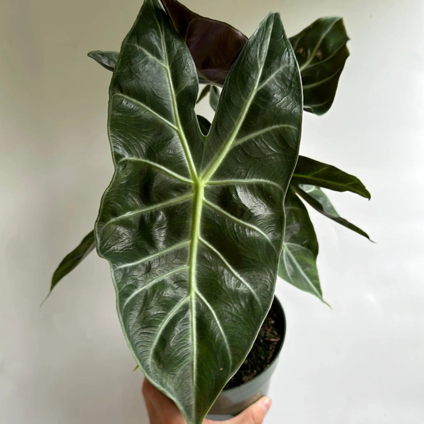 Alocasia Pink Dragon Morocco Foliage