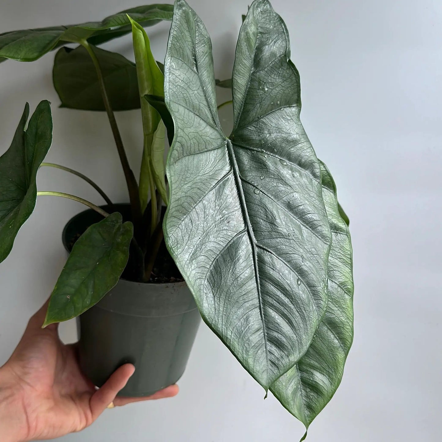 Alocasia Corazon Heart Leaf Jewel Plant dark green glossy leaves in grey pot RUNOPLANTS on Tampa Home & Garden Store