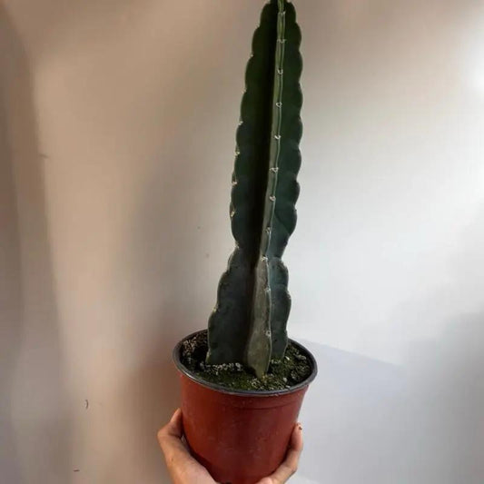 Cuddly Cactus Spineless Hedgehog Cactus tall green ribbed stem in a terracotta pot on Tampa Home & Garden Store