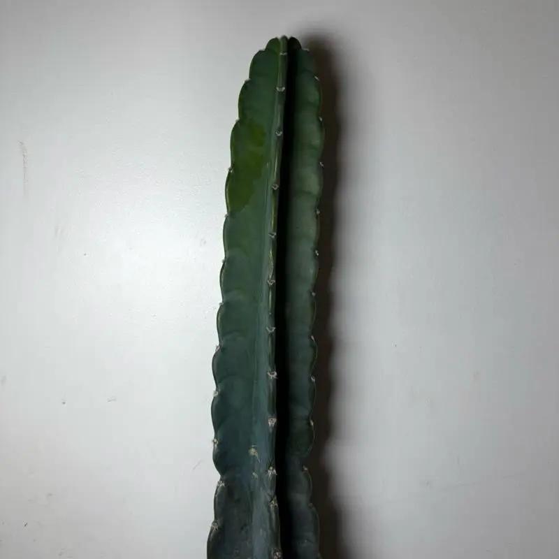 Cuddly Cactus Spineless Hedgehog Cactus green columnar plant with scalloped edges, 2 stems on Tampa Home & Garden Store