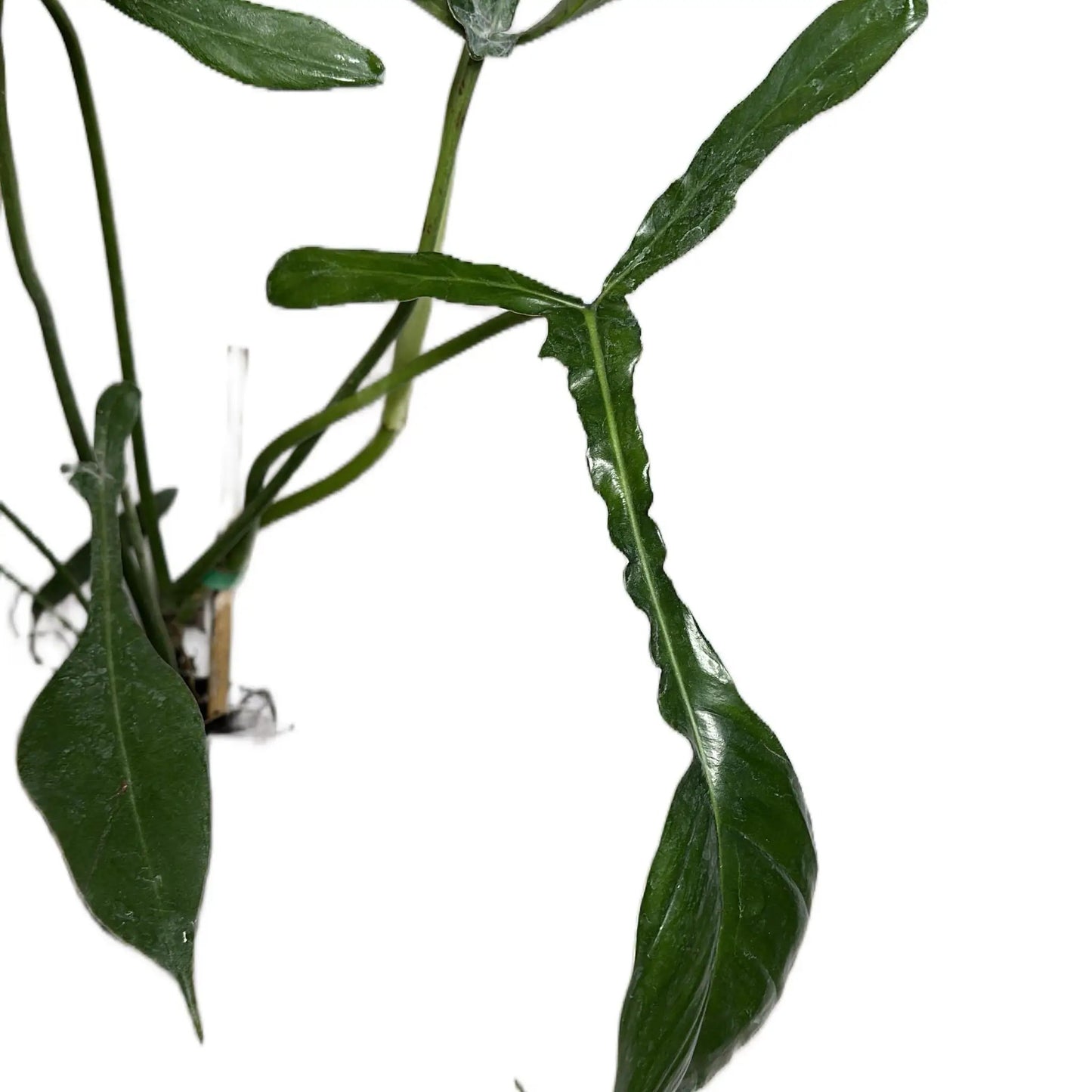 Philodendron Praying Mantis Joepii with long glossy dark green leaves on trailing stems on Tampa Home & Garden Store