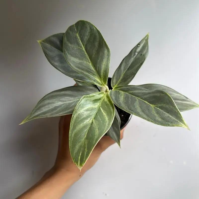 Aglaonema Night Sparkle potted houseplant with green leaves and iridescent veins on Tampa Home & Garden Store