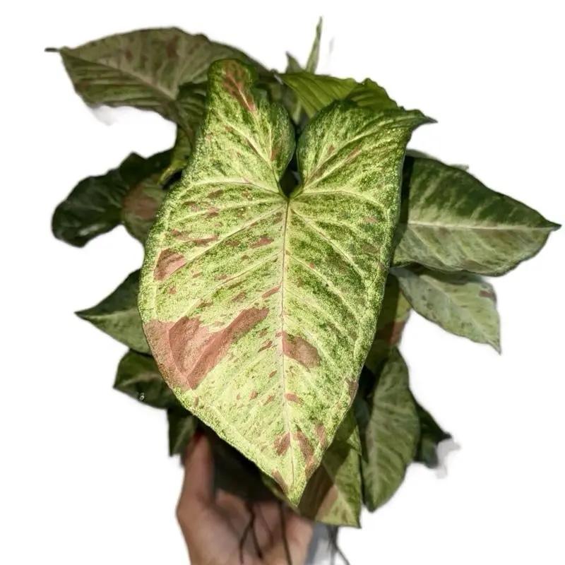 Syngonium Pink Confetti - Tampa Home & Garden Store