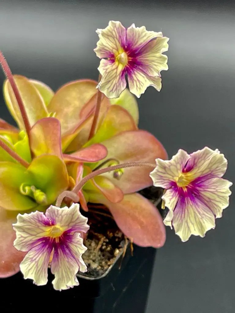 Pinguicula 'Razzberry Blonde' - Tampa Home & Garden Store