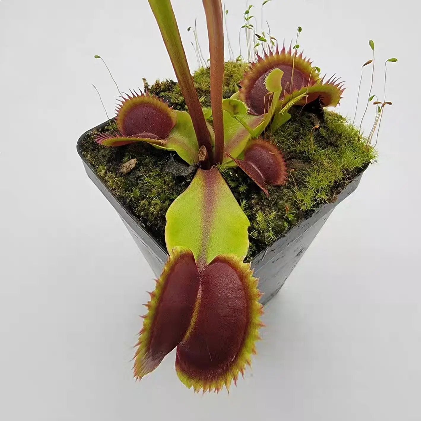 Venus flytrap (Dionaea muscipula) 'Sawtooth' x 'Red Piranha' - Tampa Home & Garden Store
