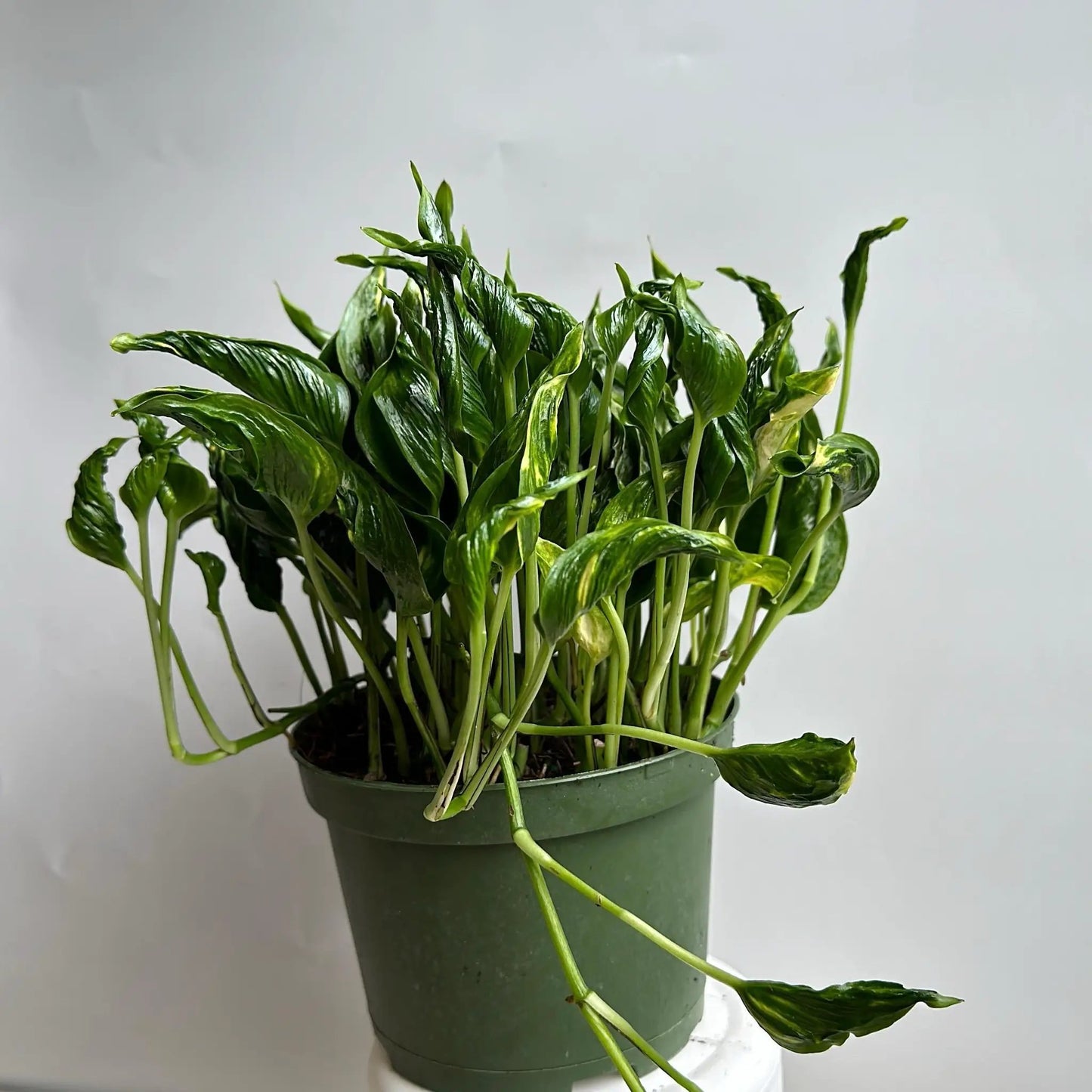 Pothos Shangri La trailing houseplant with green leaves in pot on Tampa Home & Garden Store