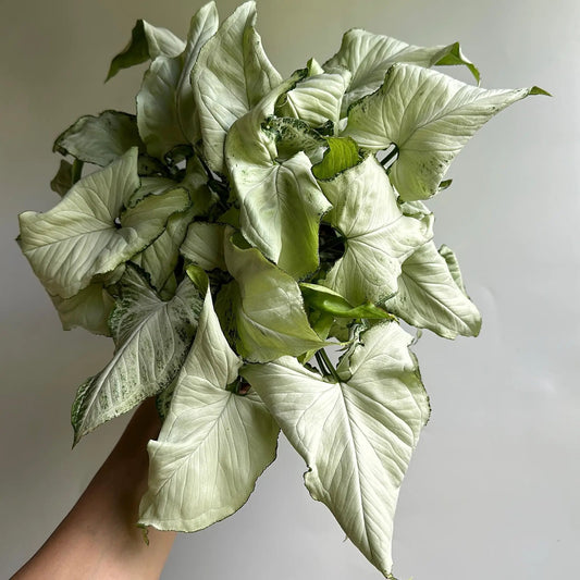 Syngonium Holly houseplant with pale variegated white-green leaves on Tampa Home & Garden Store