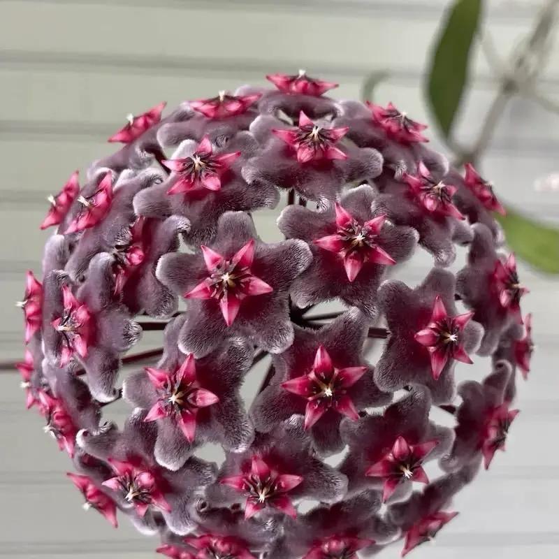 Hoya Publicalyx trailing tropical plant with fuzzy gray spherical foliage and pink star flowers on Tampa Home & Garden Store