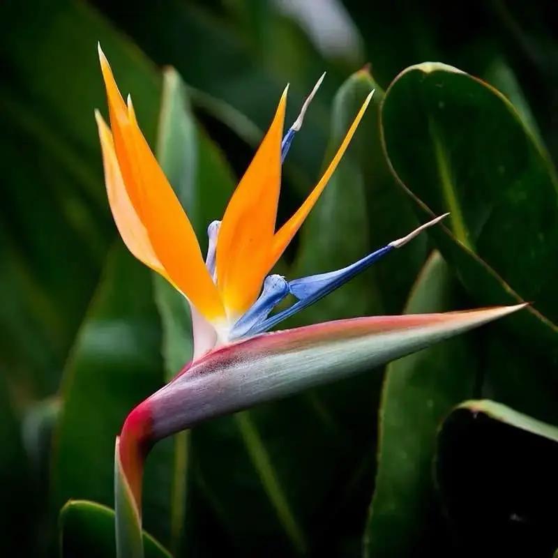 Bird of Paradise RUNOPLANTS indoor potted plant with orange petals and blue sepals on stem on Tampa Home & Garden Store