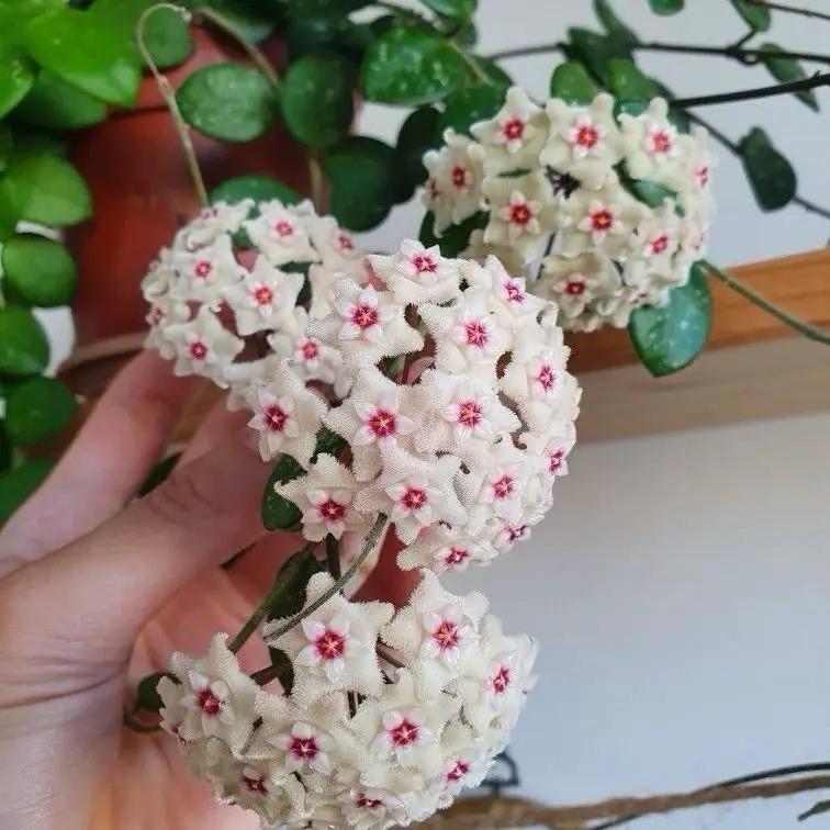 Hoya Mathilde 'Splash' - Tampa Home & Garden Store