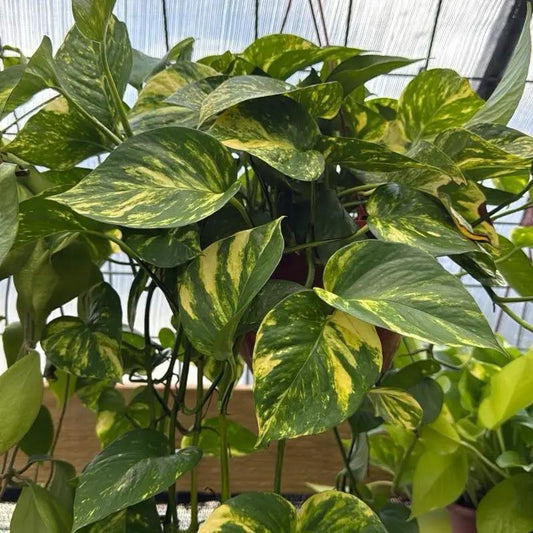 Hawaiian Pothos hanging basket with variegated green and yellow leaves RUNOPLANTS on Tampa Home & Garden Store