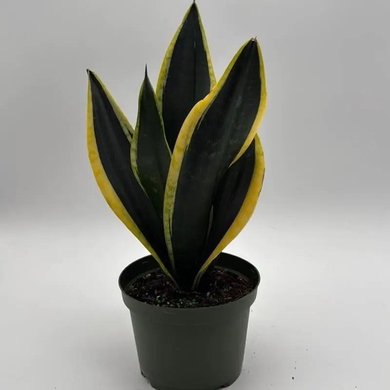 Sansevieria Black Flame plant dark green leaves with yellow margins in a pot RUNOPLANTS on Tampa Home & Garden Store