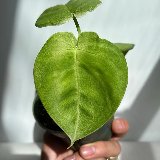 Syngonium Ice Frost plant with silvery-green leaves, potted houseplant on Tampa Home & Garden Store