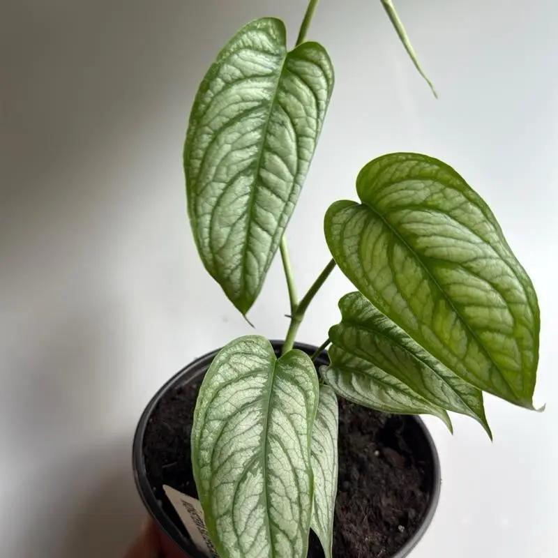 Monstera Siltepecana 'El Salvador' - Tampa Home & Garden Store