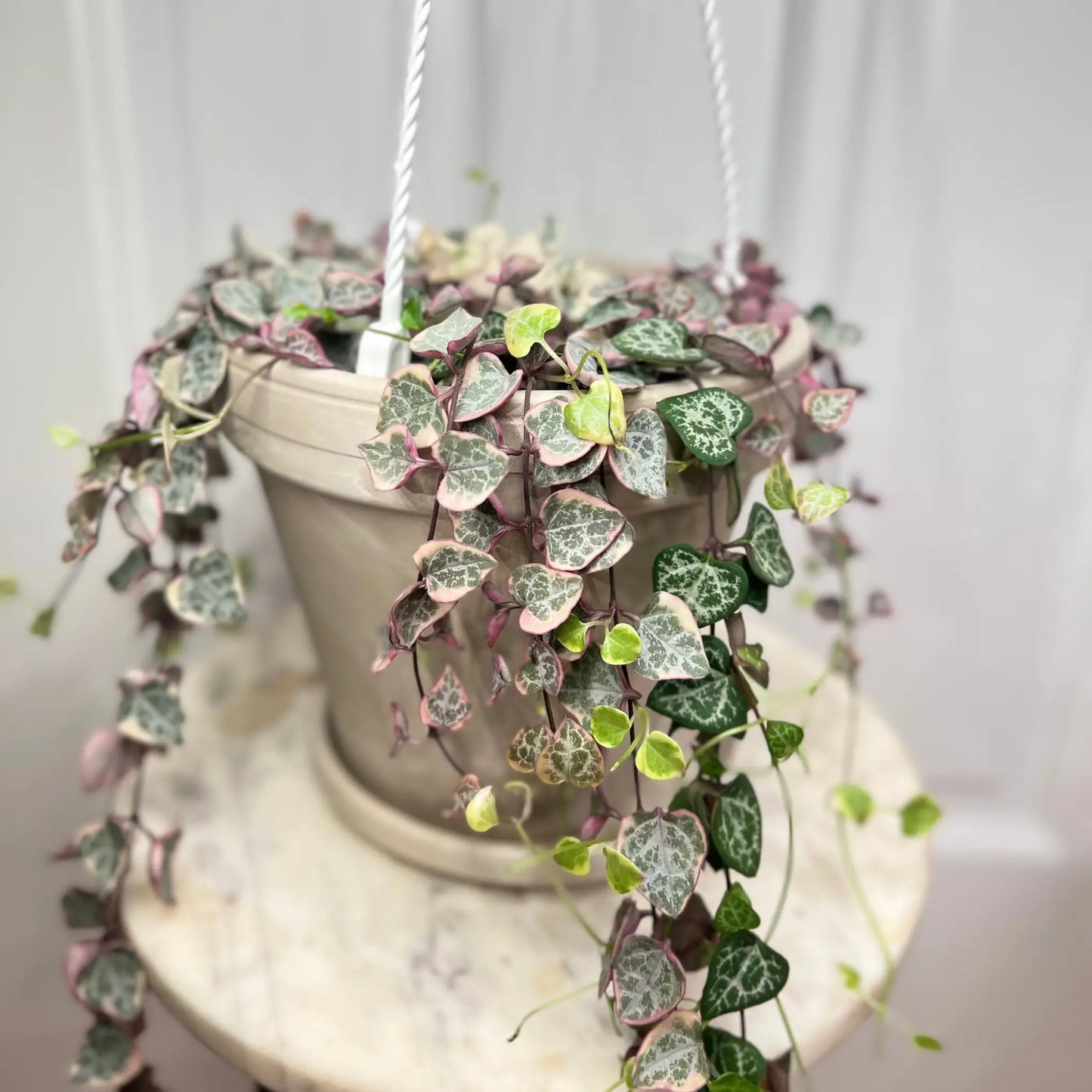 Variegated String of Hearts Plant for Decor