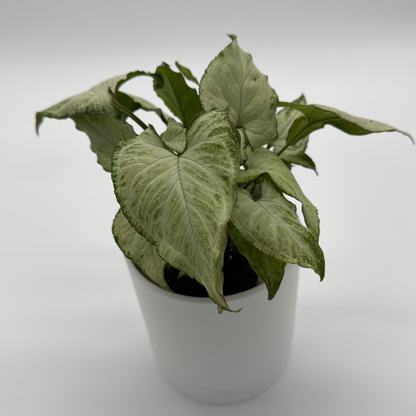 Syngonium Holly Houseplant For Beginners