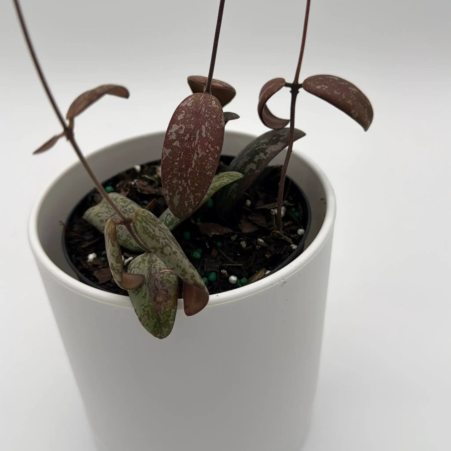 Hoya Sigilatis 'Borneo' - Tampa Home & Garden Store