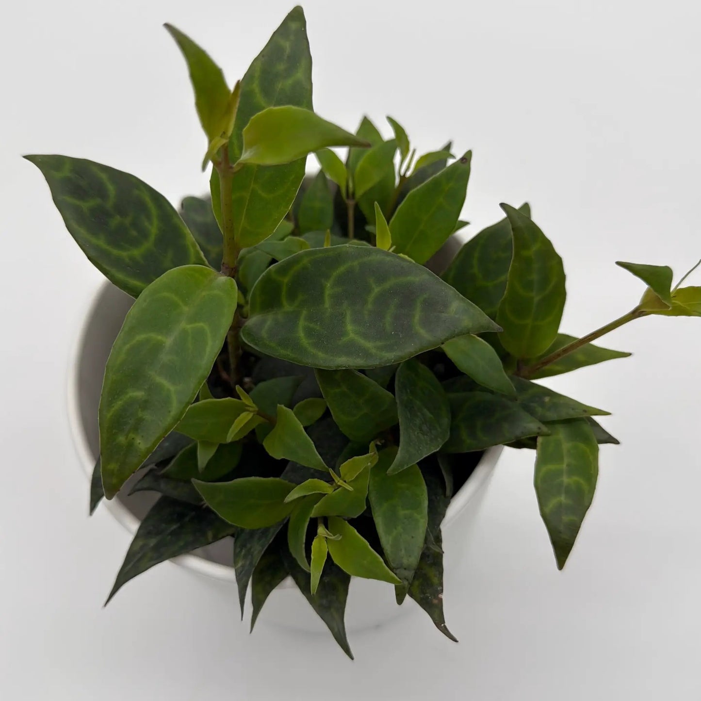 Aeschynanthus Lipstick Plant Black Pagoda with green variegated leaves in a pot on Tampa Home & Garden Store