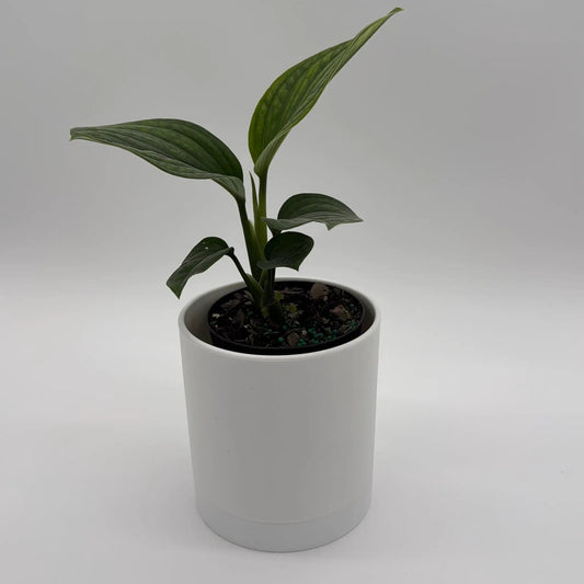 Monstera Pinnatipartita plant in a white 4-in pot with glossy dark green leaves on Tampa Home & Garden Store