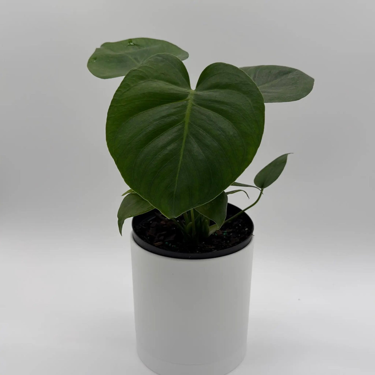 Monstera Deliciosa Plant for Home Decor