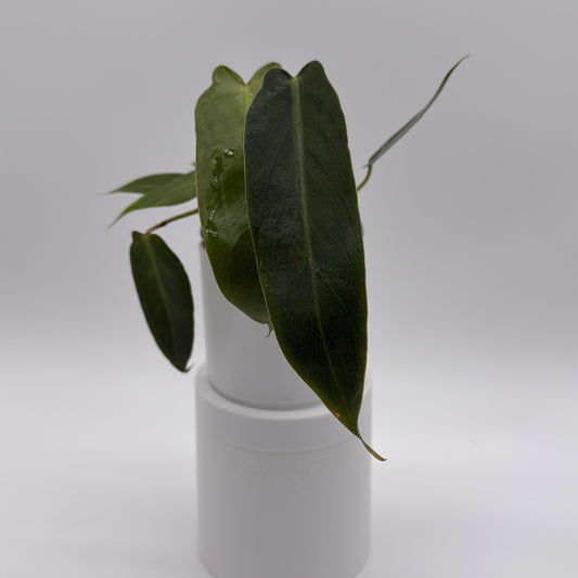 Rare Philodendron Spiritus Sancti houseplant with long dark green leaves in a white pot on Tampa Home & Garden Store