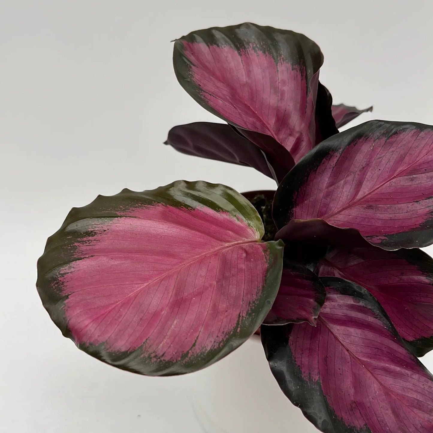 Calathea Pink Star Rosy - Tampa Home & Garden Store