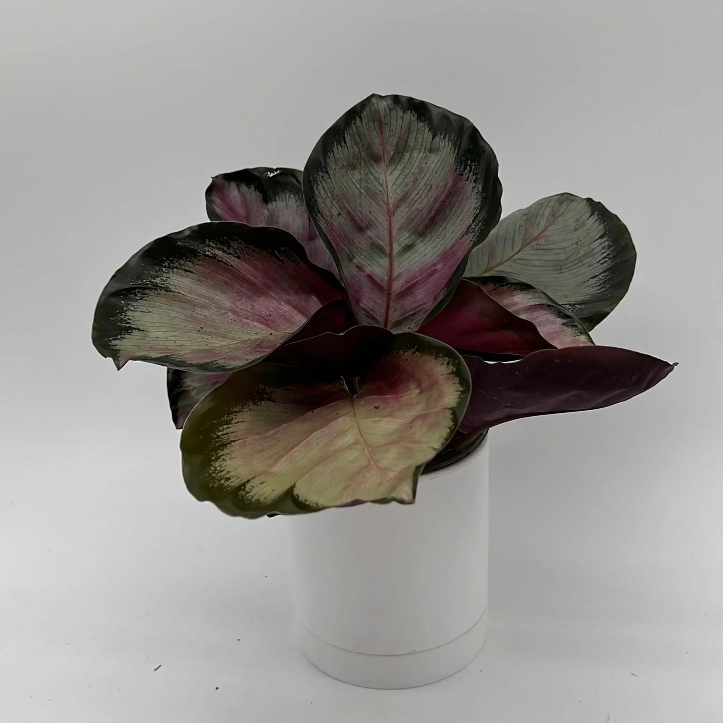 Calathea Roseopicta 'Pale Rosy' - Tampa Home & Garden Store