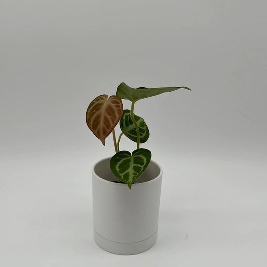 Anthurium Dorayakii Silver Blush indoor plant in white pot with green leaves RUNOPLANTS on Tampa Home & Garden Store