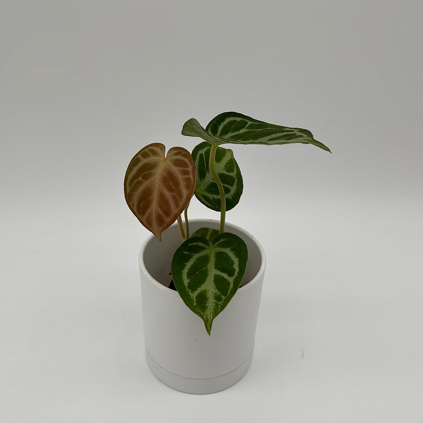 Anthurium Dorayakii 'Silver Blush' - Tampa Home & Garden Store