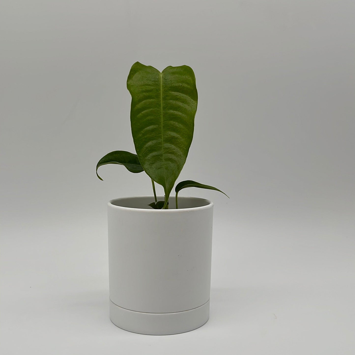 Anthurium Veitchii King Plant for Collectors
