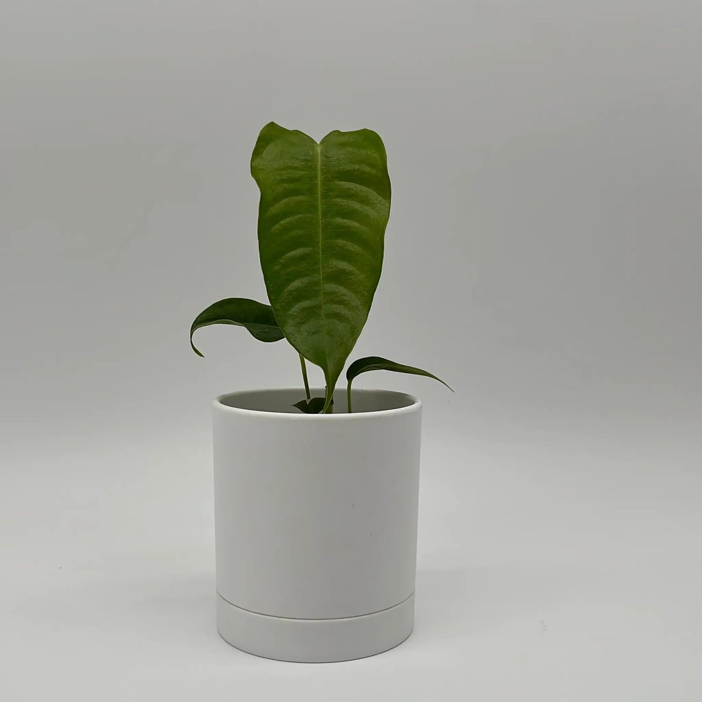 Anthurium Veitchii Rey