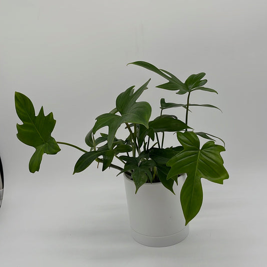 Philodendron ‘Florida Green’