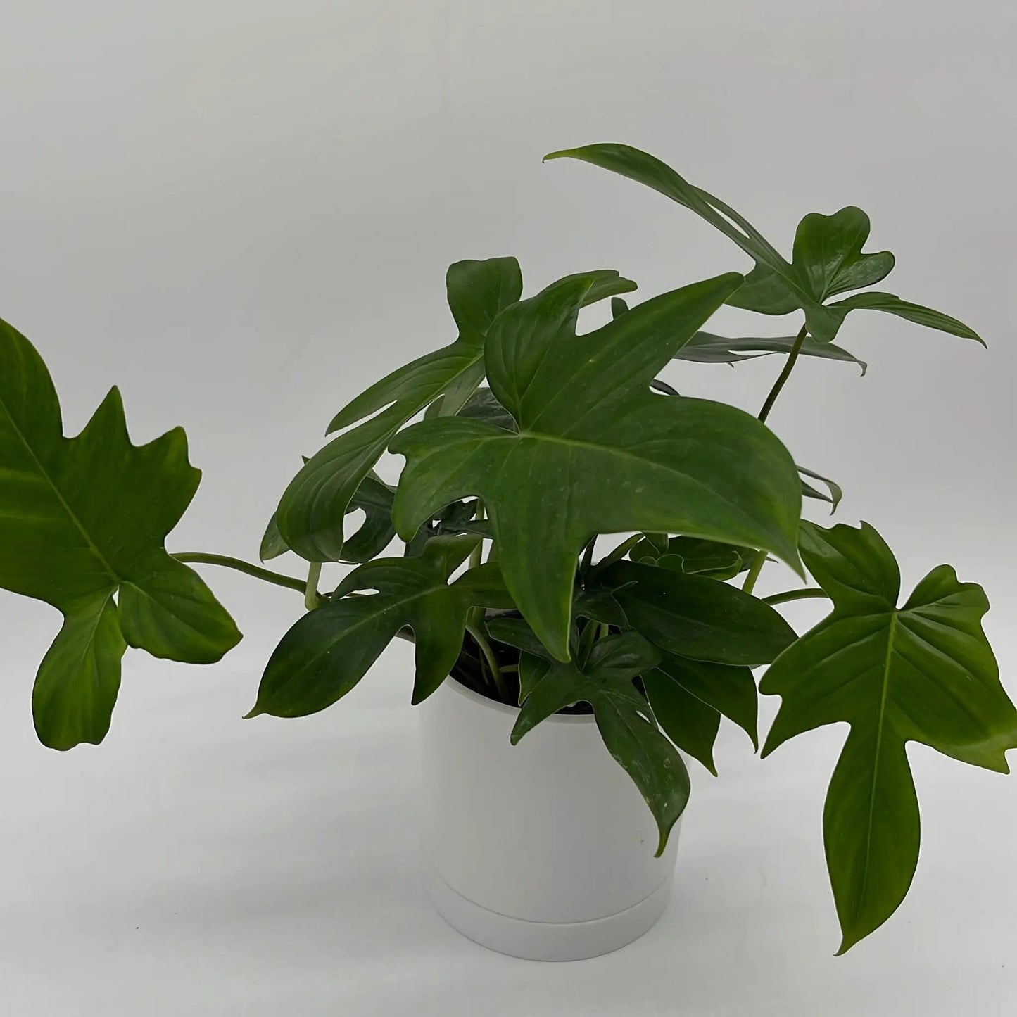Philodendron ‘Florida Green’ - Tampa Home & Garden Store