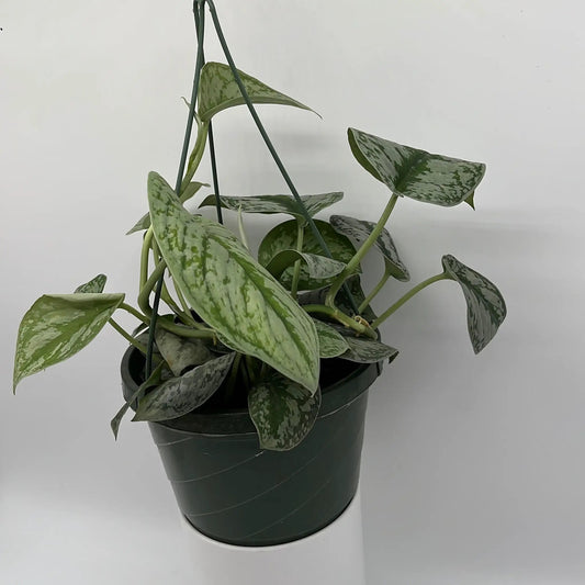 Pothos Silver Scindapsus Pictus plant with variegated leaves, trailing vines in black pot on Tampa Home & Garden Store