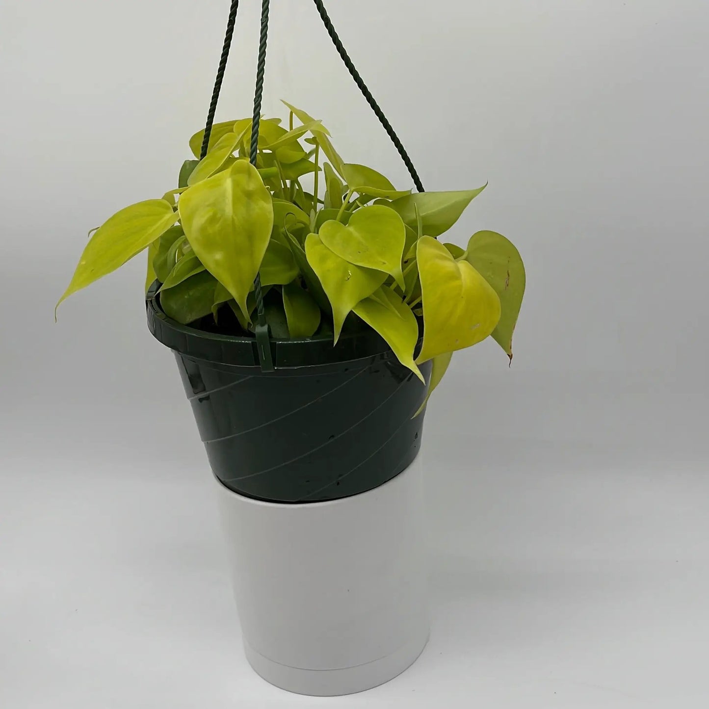 Philodendron Lemon Lime - Tampa Home & Garden Store