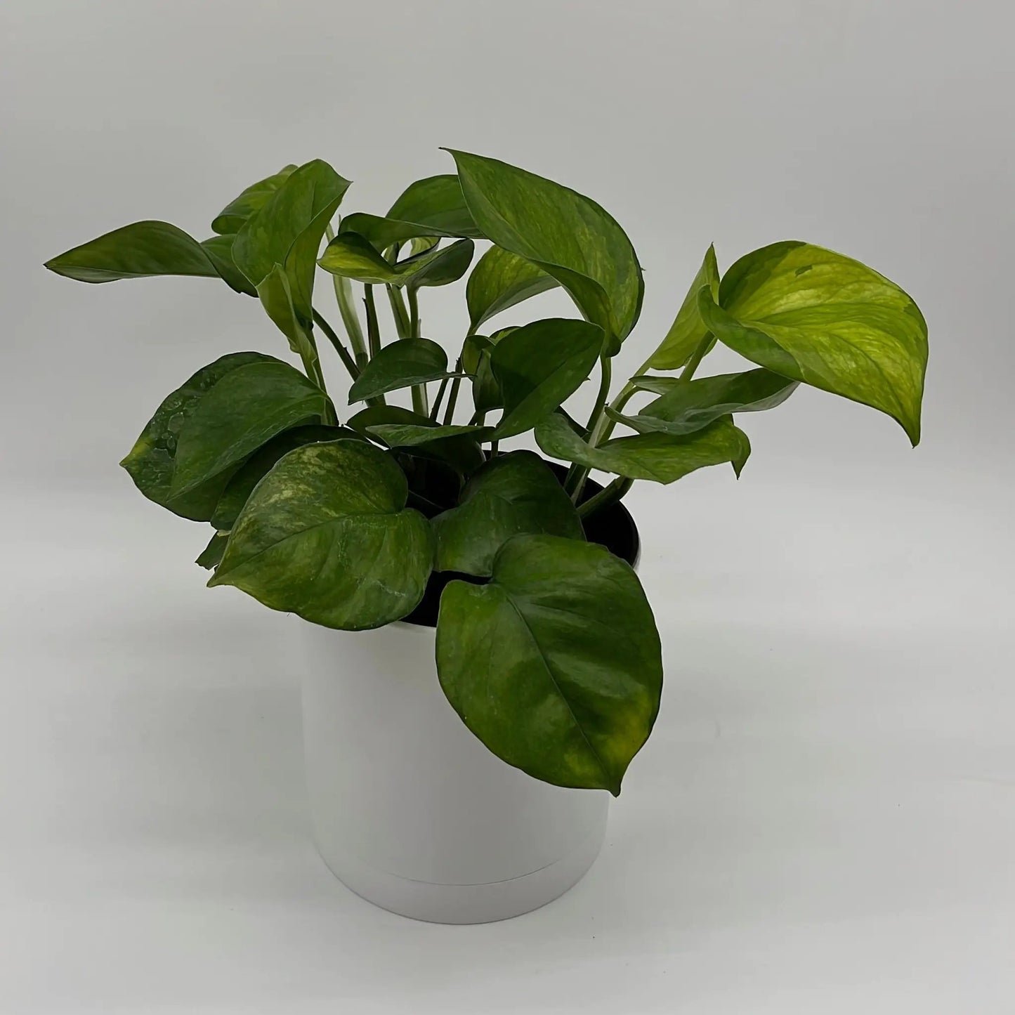 Pothos Guacamole - Tampa Home & Garden Store