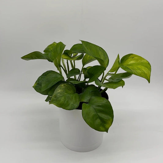 Pothos Guacamole variegated houseplant with bright green-yellow leaves in a white pot on Tampa Home & Garden Store