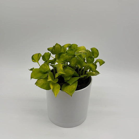 Pothos N’Joy Neon Variegated Houseplant with bright lime leaves in a white pot on Tampa Home & Garden Store