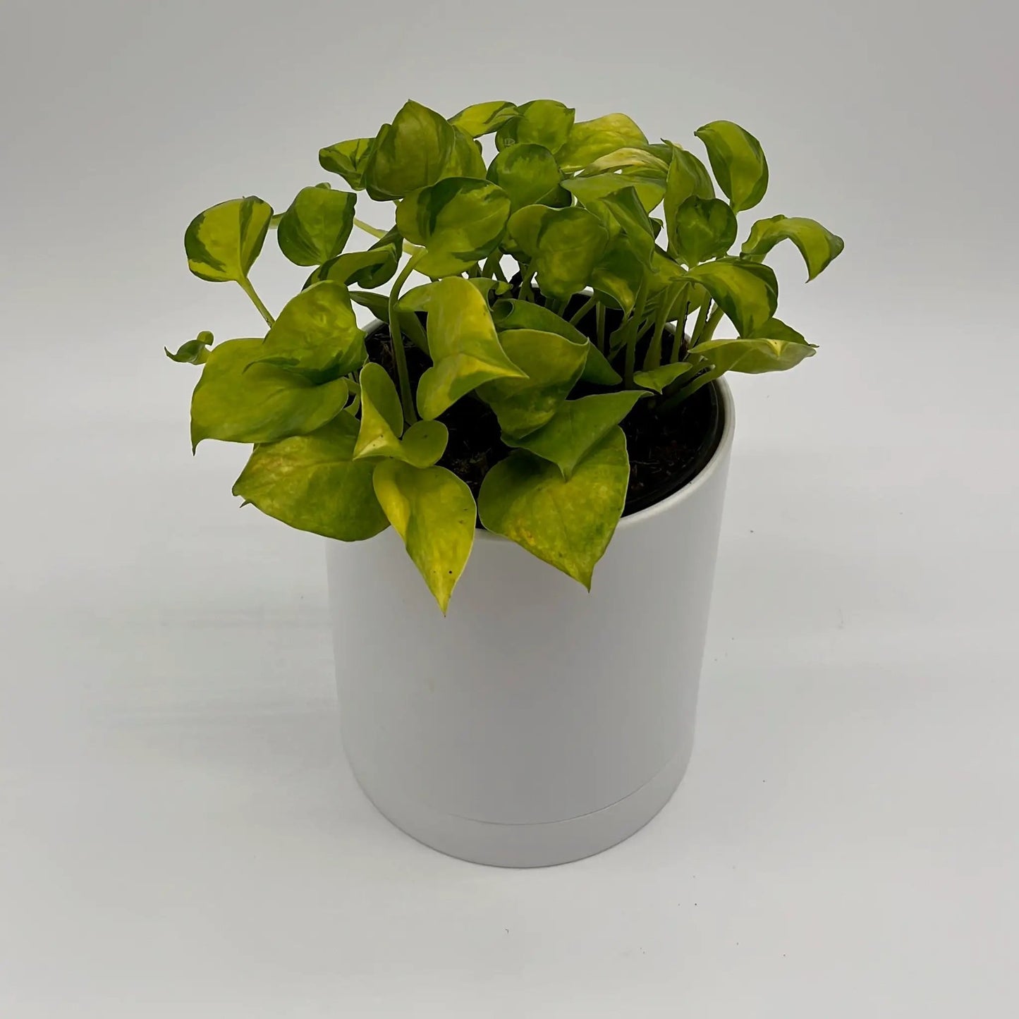 Pothos N’Joy Neon - Tampa Home & Garden Store