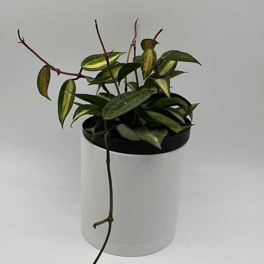 Hoya Latifolia Pot of Gold variegated plant with green and cream leaves in a white pot on Tampa Home & Garden Store