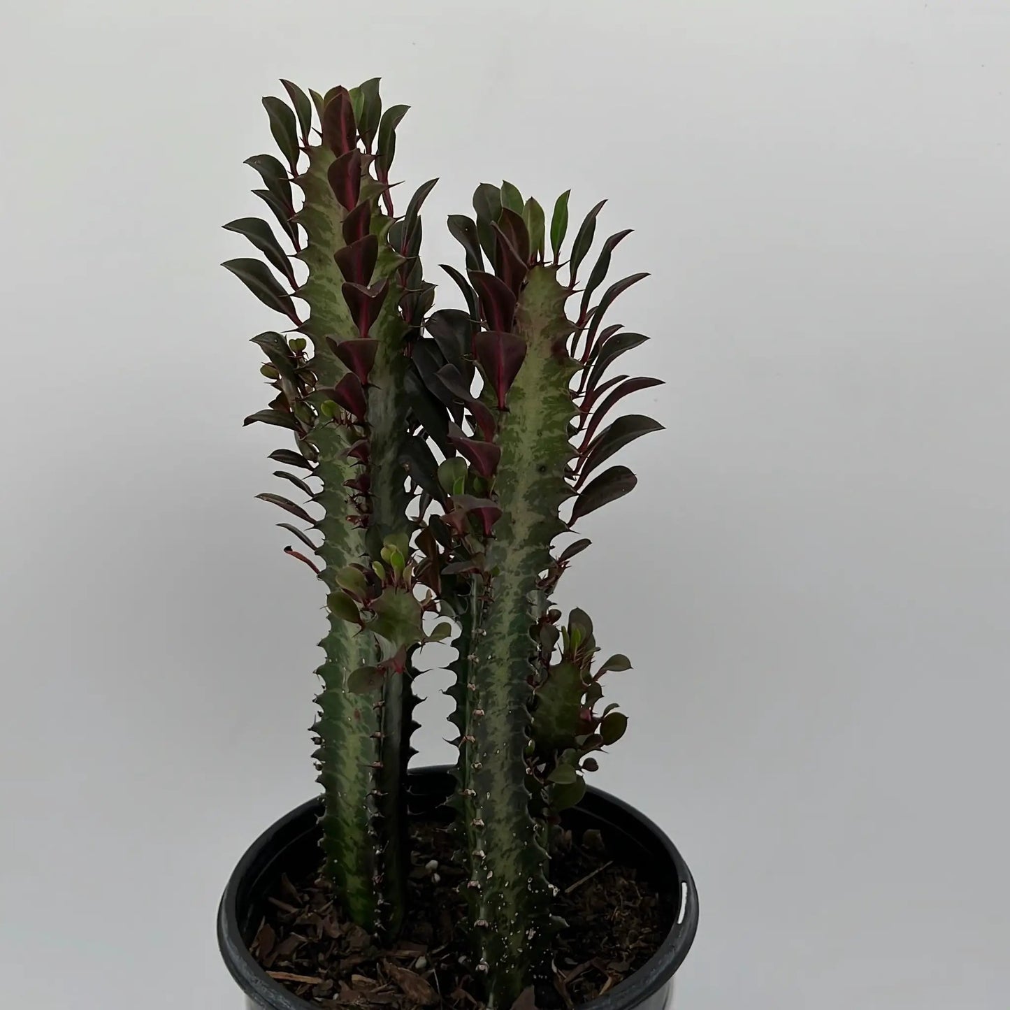 Euphorbia Trigona (Roja)