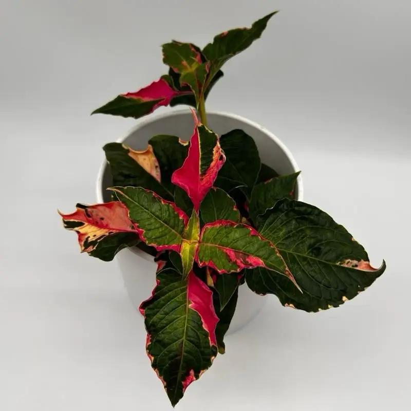Alternanthera Party Time Plant Josephs Coat