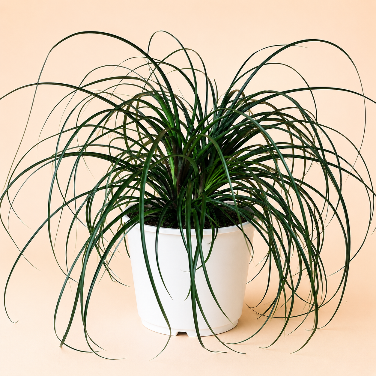 Ponytail Palm - Tampa Home & Garden Store