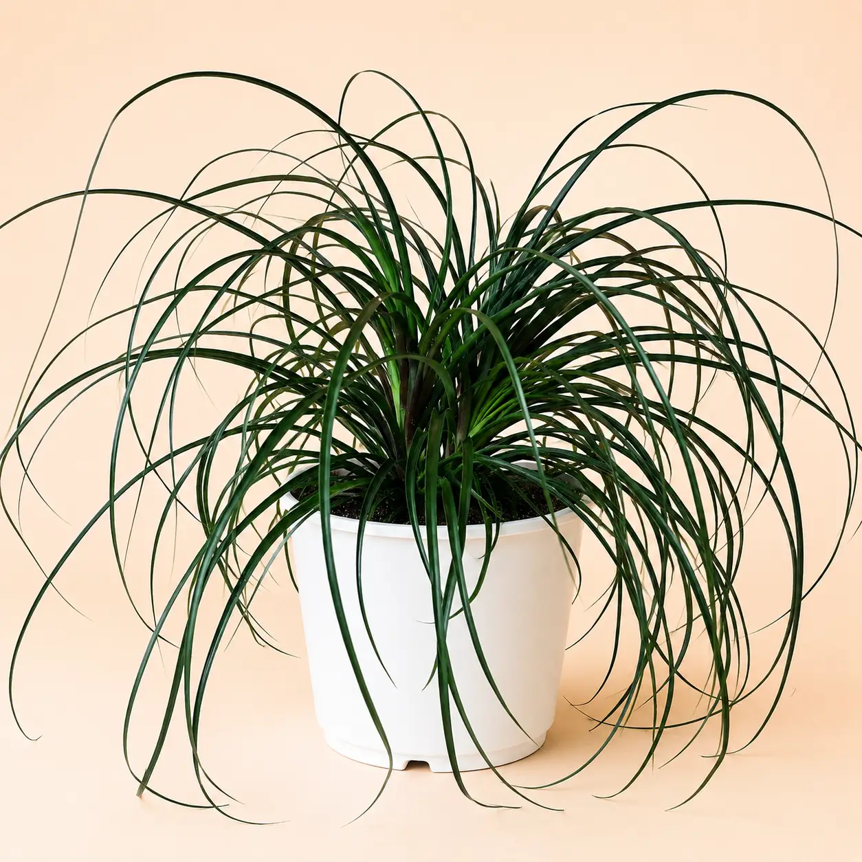 Ponytail Palm - Tampa Home & Garden Store