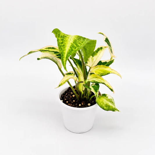 Syngonium Starlite plant in white pot with green cream arrow leaves RUNOPLANTS plant on Tampa Home & Garden Store