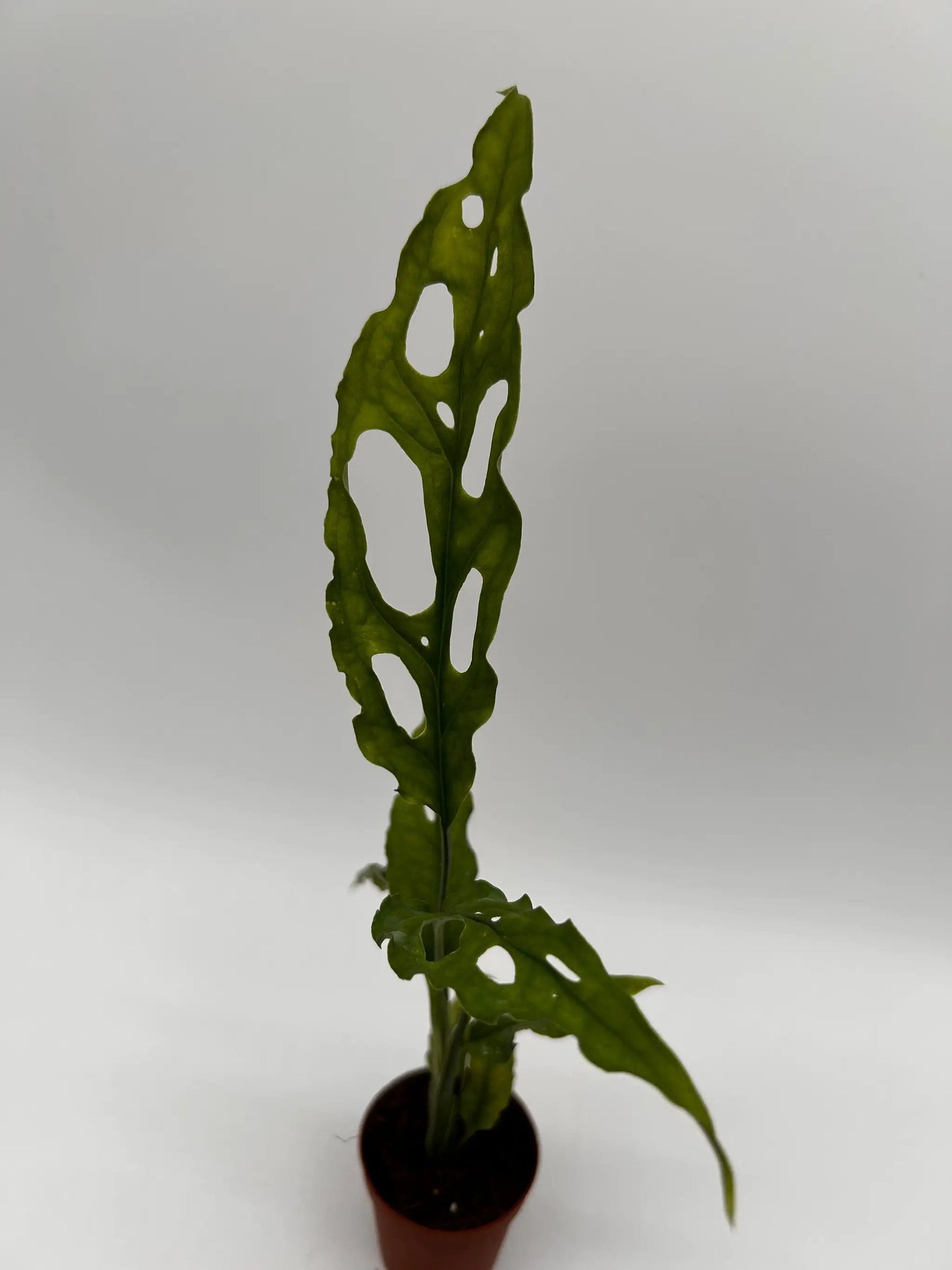 Monstera Obliqua Peru rare houseplant tall stem with holey green leaves in a small pot on Tampa Home & Garden Store