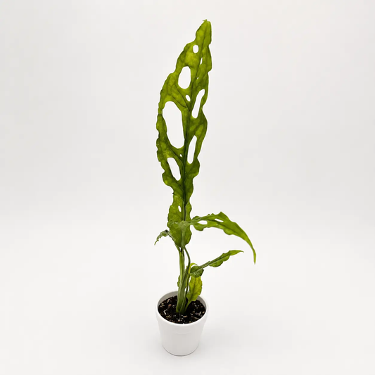 Monstera Obliqua Peru RUNOPLANTS rare houseplant, tall green perforated leaves in white pot on Tampa Home & Garden Store